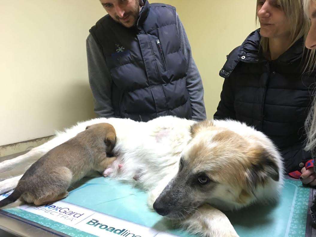 Cellino Tutti Insieme Da Tre Giorni Per Salvare Mamma E Cuccioli Di