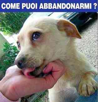IPB Immagine