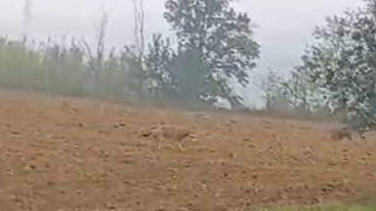 Lupo a Colledara