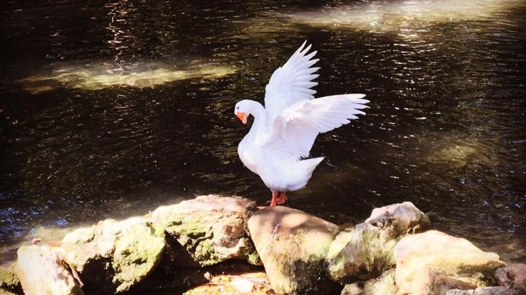 Ermando Florà Foto Papera Villa Comunale