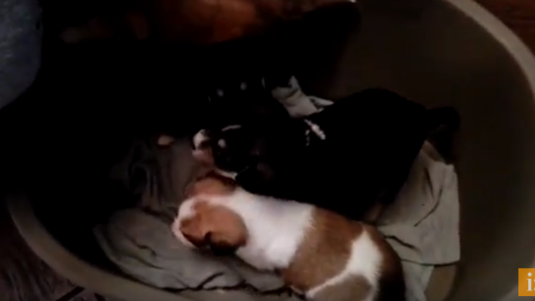 cani abbandonati Bellante
