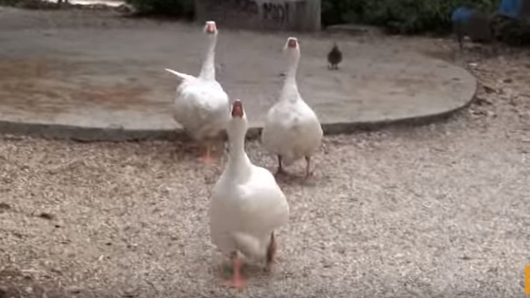 Papere della Villa Comunale...