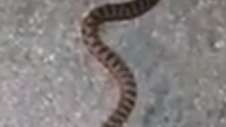 Vipera Aspis