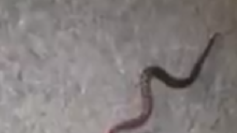 vipera