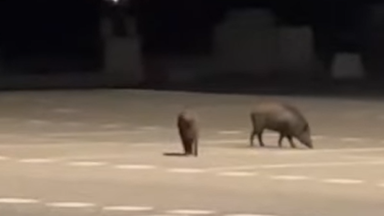 eweewewe