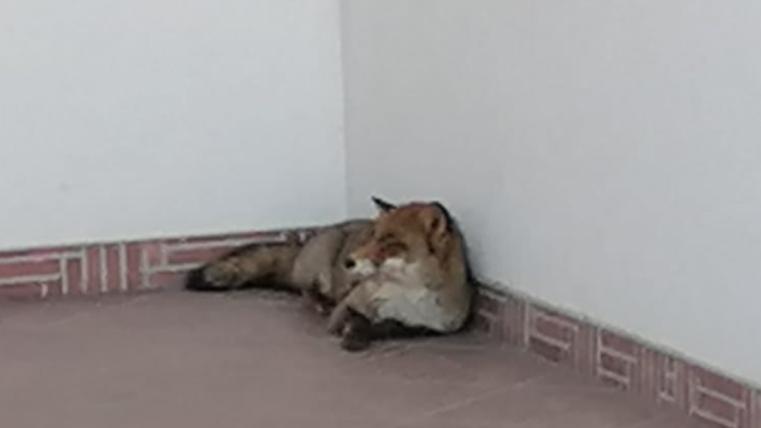 hhj