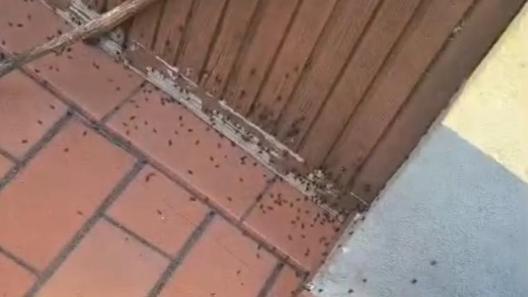 gghhb