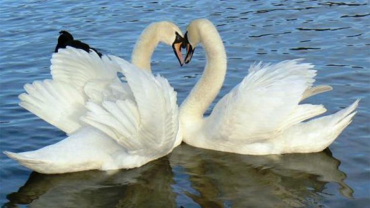 cigni reali
